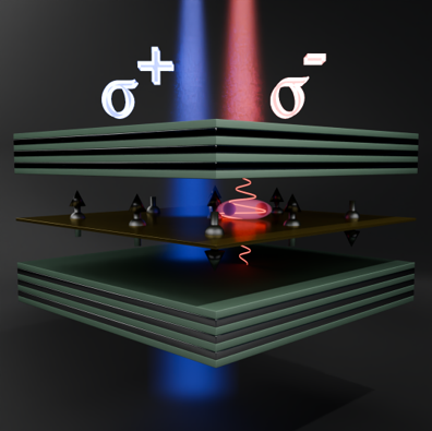 Spin-selective strong light-matter coupling in a 2D hole gas-microcavity system